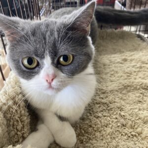 ペットショップ,子猫,ペットモデル,かわいい,スコティッシュフォールド