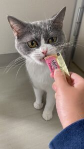 ペットショップ,子猫,ペットモデル,かわいい,スコティッシュフォールド