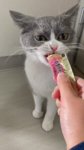 ペットショップ,子猫,ペットモデル,かわいい,スコティッシュフォールド