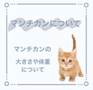 ペットショップ,子猫,ペットモデル,かわいい,マンチカン