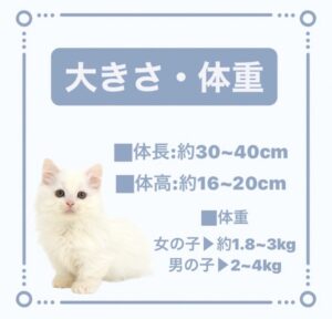 ペットショップ,子猫,ペットモデル,かわいい,マンチカン