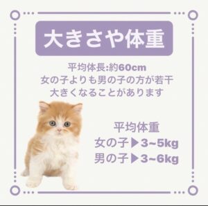 ペットショップ,子猫,ペットモデル,かわいい,スコティッシュフォールド