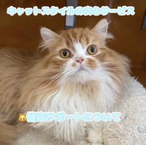 ペットショップ,子猫,ペットモデル,かわいい,スコティッシュフォールド