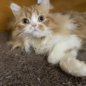 ペットショップ,子猫,ペットモデル,かわいい,スコティッシュフォールド