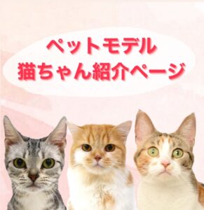 ペットショップ,子猫,ペットモデル,かわいい,アメリカンショートヘア