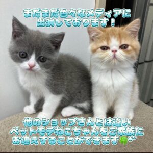 ペットショップ,子猫,ペットモデル,かわいい,マンチカン