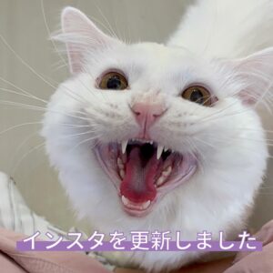 ペットショップ,子猫,ペットモデル,かわいい,マンチカン