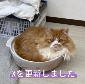 ペットショップ,子猫,ペットモデル,かわいい,スコティッシュフォールド