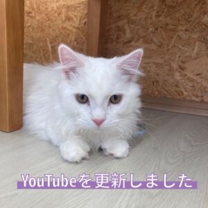 ペットショップ,子猫,ペットモデル,かわいい,マンチカン