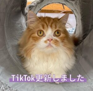 ペットショップ,子猫,ペットモデル,かわいい,スコティッシュフォールド