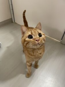 ペットショップ,子猫,ペットモデル,かわいい,アメリカンショートヘア,ヤマト