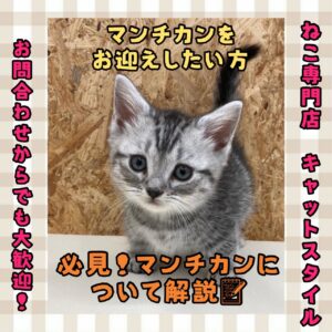 ペットショップ,子猫,ペットモデル,かわいい,マンチカン