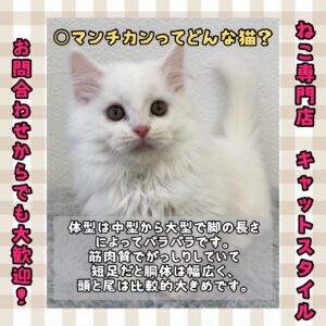 ペットショップ,子猫,ペットモデル,かわいい,マンチカン