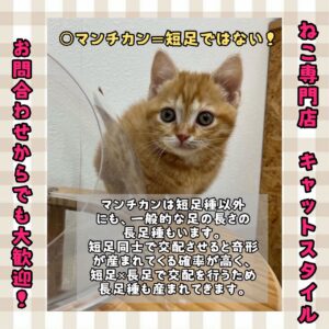 ペットショップ,子猫,ペットモデル,かわいい,マンチカン