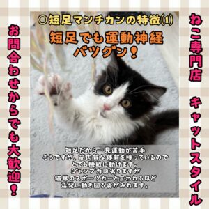 ペットショップ,子猫,ペットモデル,かわいい,マンチカン