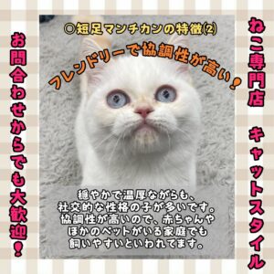 ペットショップ,子猫,ペットモデル,かわいい,マンチカン