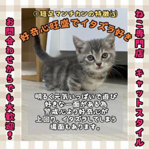 ペットショップ,子猫,ペットモデル,かわいい,マンチカン