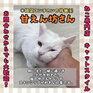 ペットショップ,子猫,ペットモデル,かわいい,マンチカン