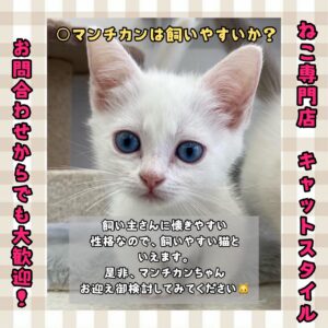 ペットショップ,子猫,ペットモデル,かわいい,マンチカン