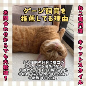 ペットショップ,子猫,ペットモデル,かわいい,マンチカン