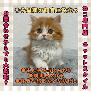 ペットショップ,子猫,ペットモデル,かわいい,マンチカン