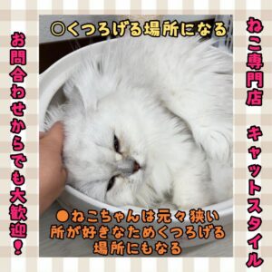 ペットショップ,子猫,ペットモデル,かわいい,マンチカン