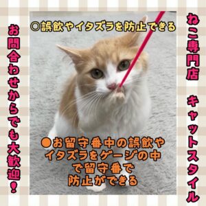 ペットショップ,子猫,ペットモデル,かわいい,マンチカン