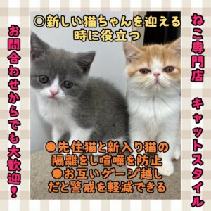 ペットショップ,子猫,ペットモデル,かわいい,マンチカン