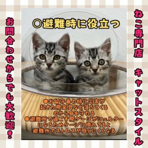 ペットショップ,子猫,ペットモデル,かわいい,マンチカン