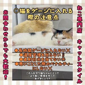 ペットショップ,子猫,ペットモデル,かわいい,マンチカン