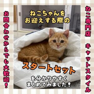 ペットショップ,子猫,ペットモデル,かわいい,マンチカン