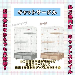 ペットショップ,子猫,ペットモデル,かわいい,マンチカン