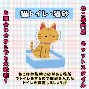 ペットショップ,子猫,ペットモデル,かわいい,マンチカン