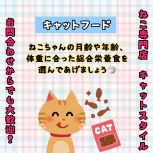 ペットショップ,子猫,ペットモデル,かわいい,マンチカン