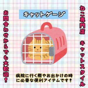 ペットショップ,子猫,ペットモデル,かわいい,マンチカン