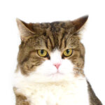 国内No.1！TVCMやWEB広告などの映像制作現場に強い専門動物プロダクション「エムドッグス」の圧倒的理由