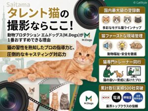 Cat Style紹介 タレント猫の撮影なら国内最大級のシェアを誇るエムドッグスが1番おすすめできる理由